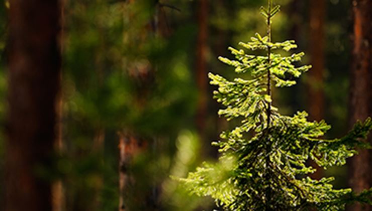 Vehon matka hiilineutraaliksi: näin sen teemme